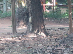 Callosciurus finlaysonii
