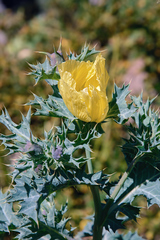 Argemone subfusiformis