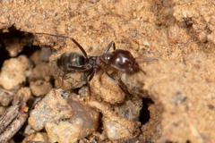 Iridomyrmex rufoniger