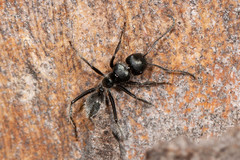 Calomyrmex albopilosus