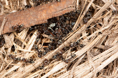 Iridomyrmex rufoniger