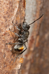 Polyrhachis vermiculosa