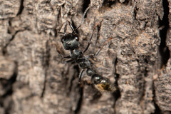 Myrmecia gilberti
