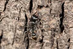 Myrmecia gilberti