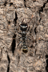 Myrmecia gilberti