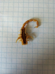 Centruroides vittatus