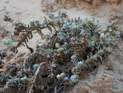 Achillea maritima maritima