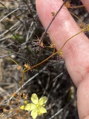 Drosera intricata
