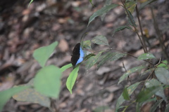 Tanaecia iapis puseda