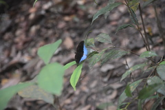 Tanaecia iapis puseda