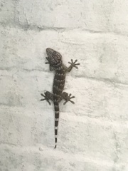 Gekko reevesii