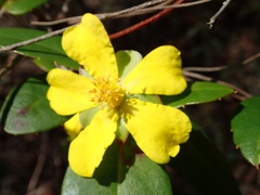 Hibbertia dentata
