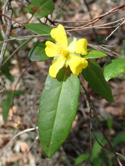 Hibbertia dentata