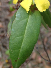 Hibbertia dentata