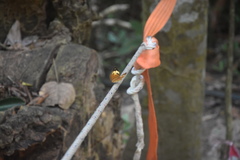 Cupha erymanthis lotis