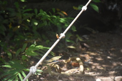 Cupha erymanthis lotis