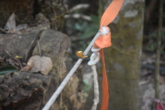 Cupha erymanthis lotis