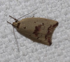 Ageletha elaeodes