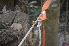 Cupha erymanthis lotis