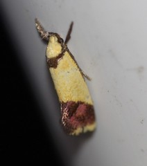 Crepidosceles timalphes