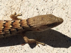 Elgaria multicarinata