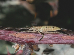 Nesoecia insignis