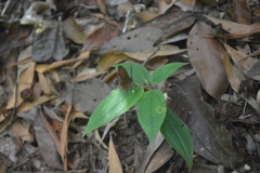 Abisara savitri