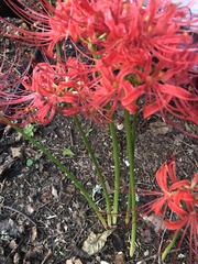 Lycoris