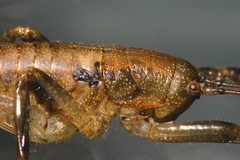 Nesoecia insignis