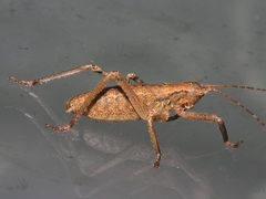 Nesoecia insignis