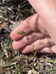 Pterostylis sargentii