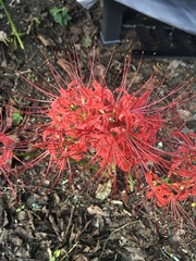 Lycoris