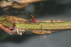 Nesoecia insignis