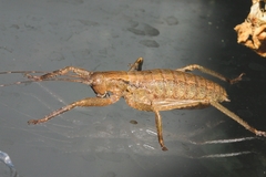Nesoecia insignis