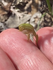 Pterostylis sargentii