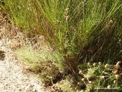 Lavandula pedunculata
