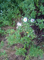 Symphyotrichum × versicolor