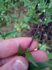 Symphyotrichum × versicolor