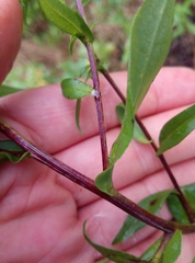 Symphyotrichum × versicolor