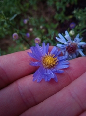 Symphyotrichum × versicolor