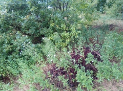 Symphyotrichum × versicolor