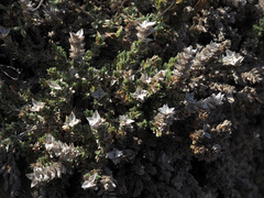 Crucianella maritima