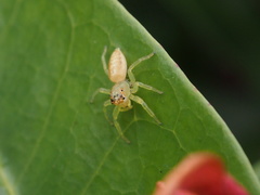 Epocilla