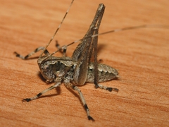 Evergoderes cabrerai