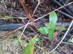 Symphyotrichum × versicolor