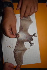 Myotis vivesi