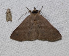 Ophyx eurrhoa
