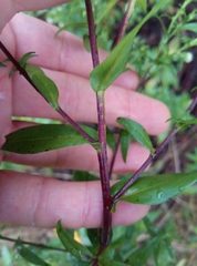 Symphyotrichum × versicolor