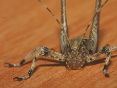 Evergoderes cabrerai