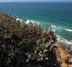 Crucianella maritima